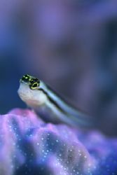 Arty Goby by Richard Smith 
